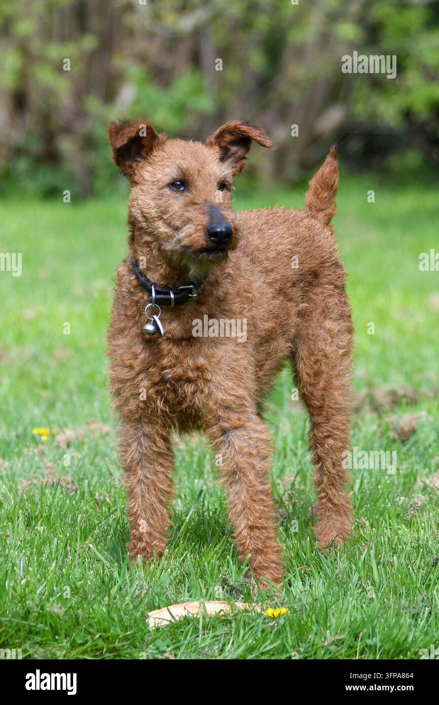 Chien Irish Terrier debout sur l'herbe avec une posture alerte dans le Leicestershire. Banque D'Images