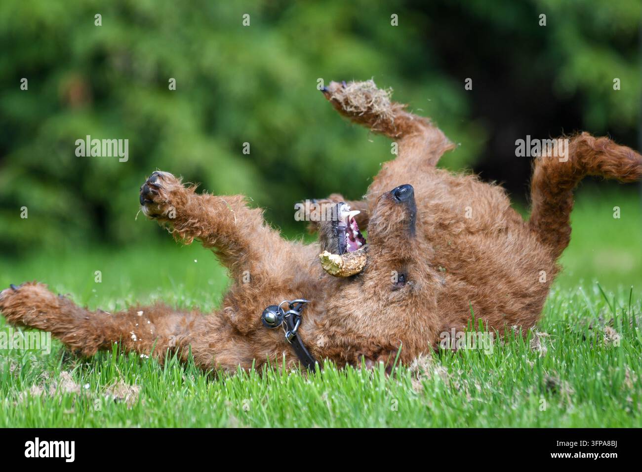 Un chien Irish Terrier roule et joue sur l'herbe dans le Leicestershire, au Royaume-Uni. Banque D'Images