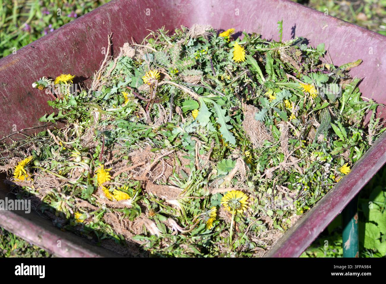 Pousse-pousse de jardin remplie de pissenlits arrachés après le désherbage dans le Leicestershire. Banque D'Images