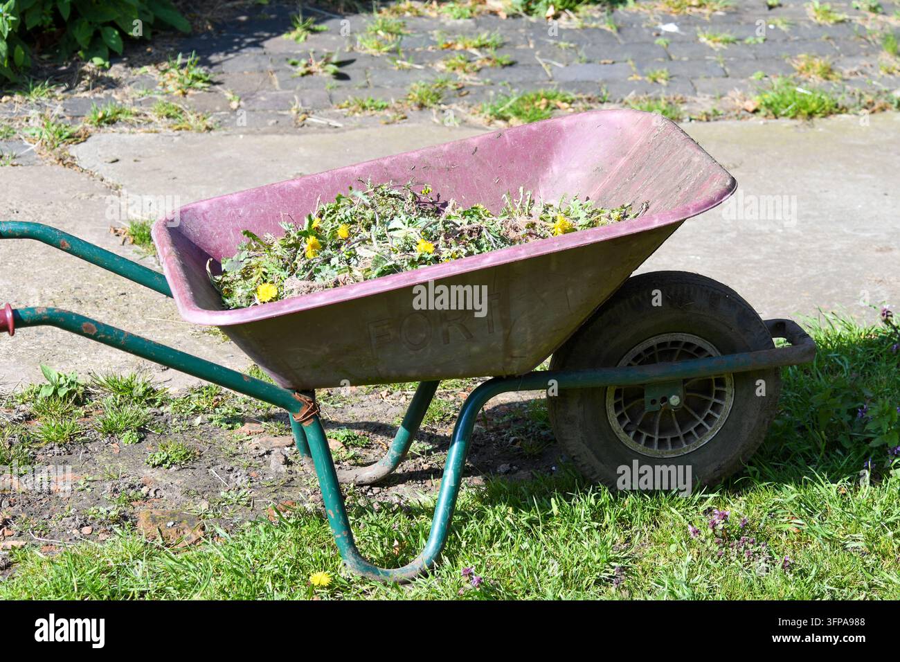 Brouette avec des mauvaises herbes et des pissenlits après le désherbage dans un jardin du Leicestershire Banque D'Images