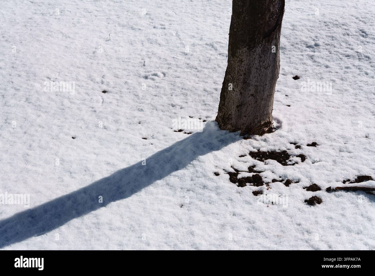 Le tronc d'arbre projette une longue ombre sur la neige hivernale Banque D'Images