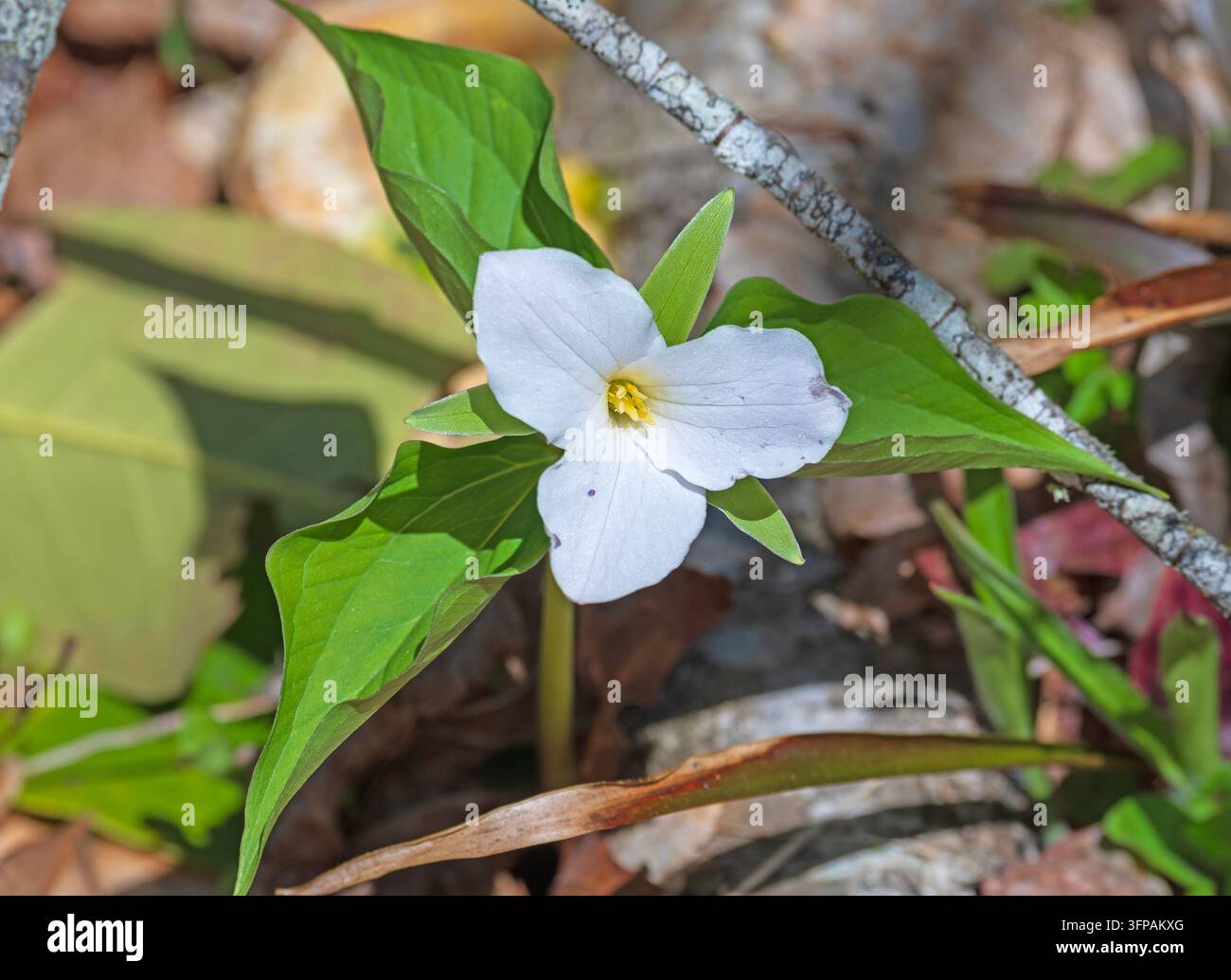 Trillium blanc majestueux en fleur dans la forêt des Great Smoky Mountains en Caroline du Nord Banque D'Images