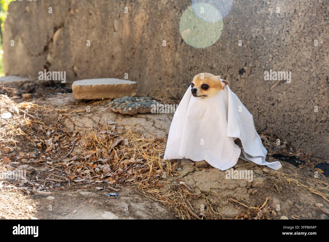Chiot chihuahua mignon vêtu d'un costume de fantôme blanc pour Halloween assis à l'extérieur. Adorable chien portant un costume de drap de fantôme effrayant à l'extérieur. Banque D'Images