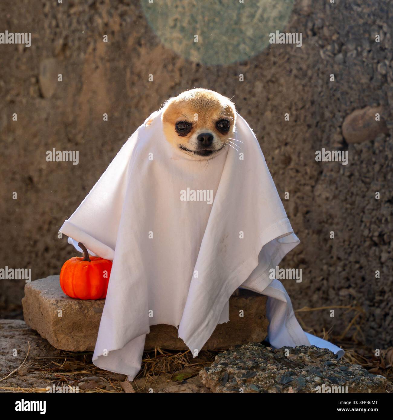 Adorable chien Chihuahua vêtu d'un costume de fantôme blanc pour Halloween assis à l'extérieur. Adorable chien portant un costume de drap fantôme effrayant à l'extérieur Banque D'Images
