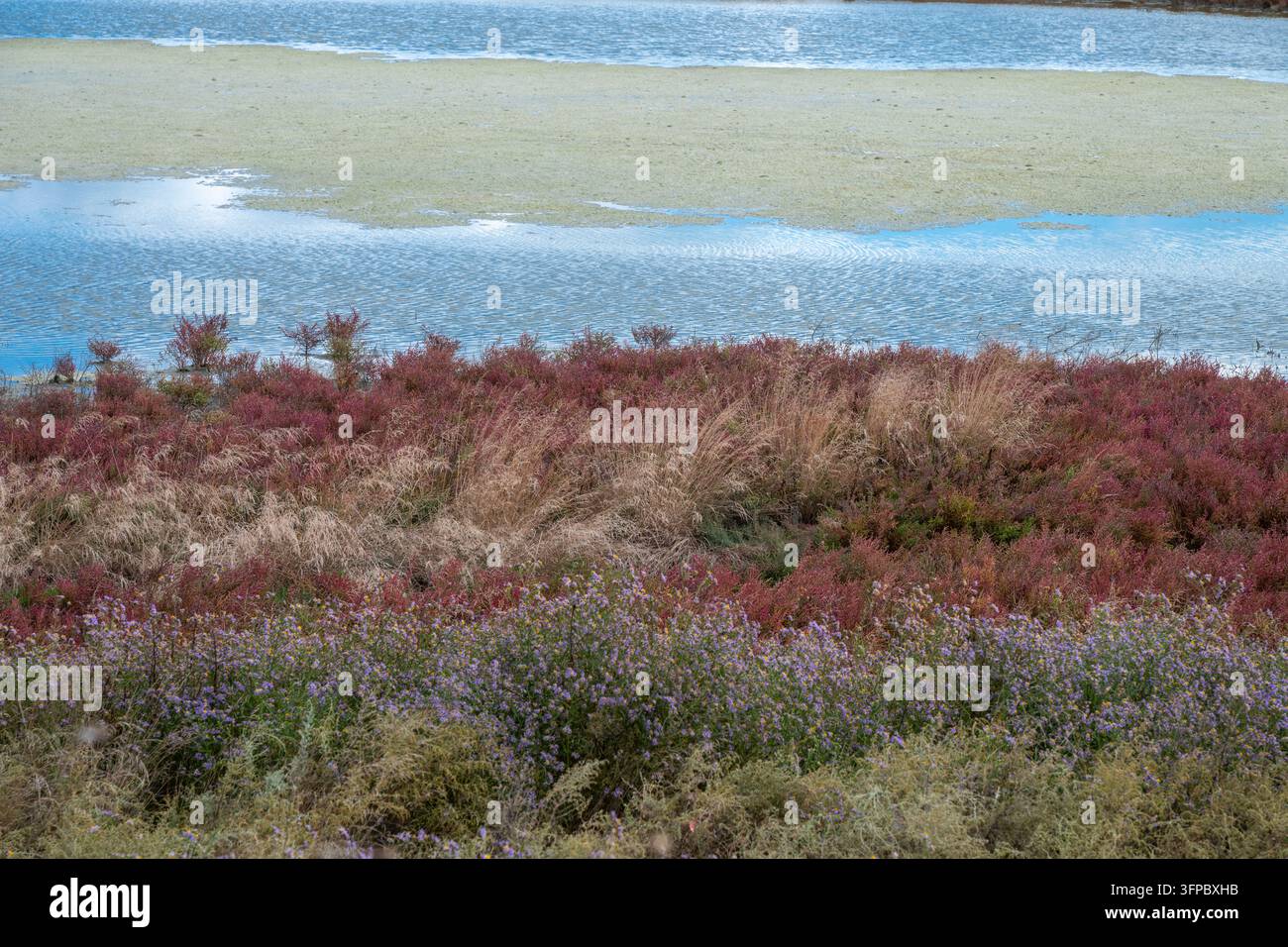 Une rive de zone humide côtière vibrante présentant des couches de fleurs violettes délicates, des halophytes roses rougeâtres et des herbes de marais sèches le long d'une eau bleue couverte de Banque D'Images