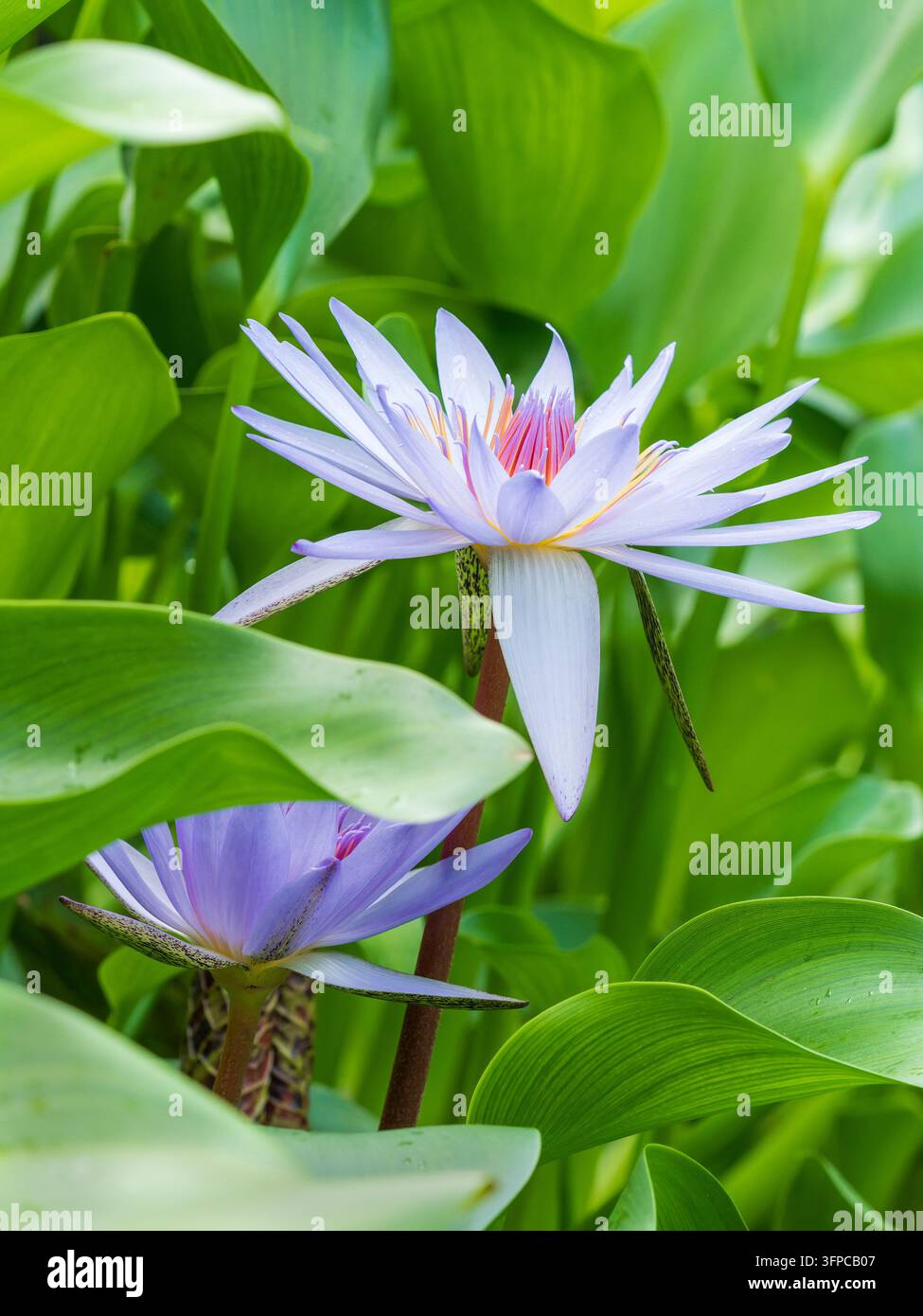 Nymphaea capensis, Nymphée du Cap, fleurs bleu lavande en forme d'étoile, centres jaunes Banque D'Images