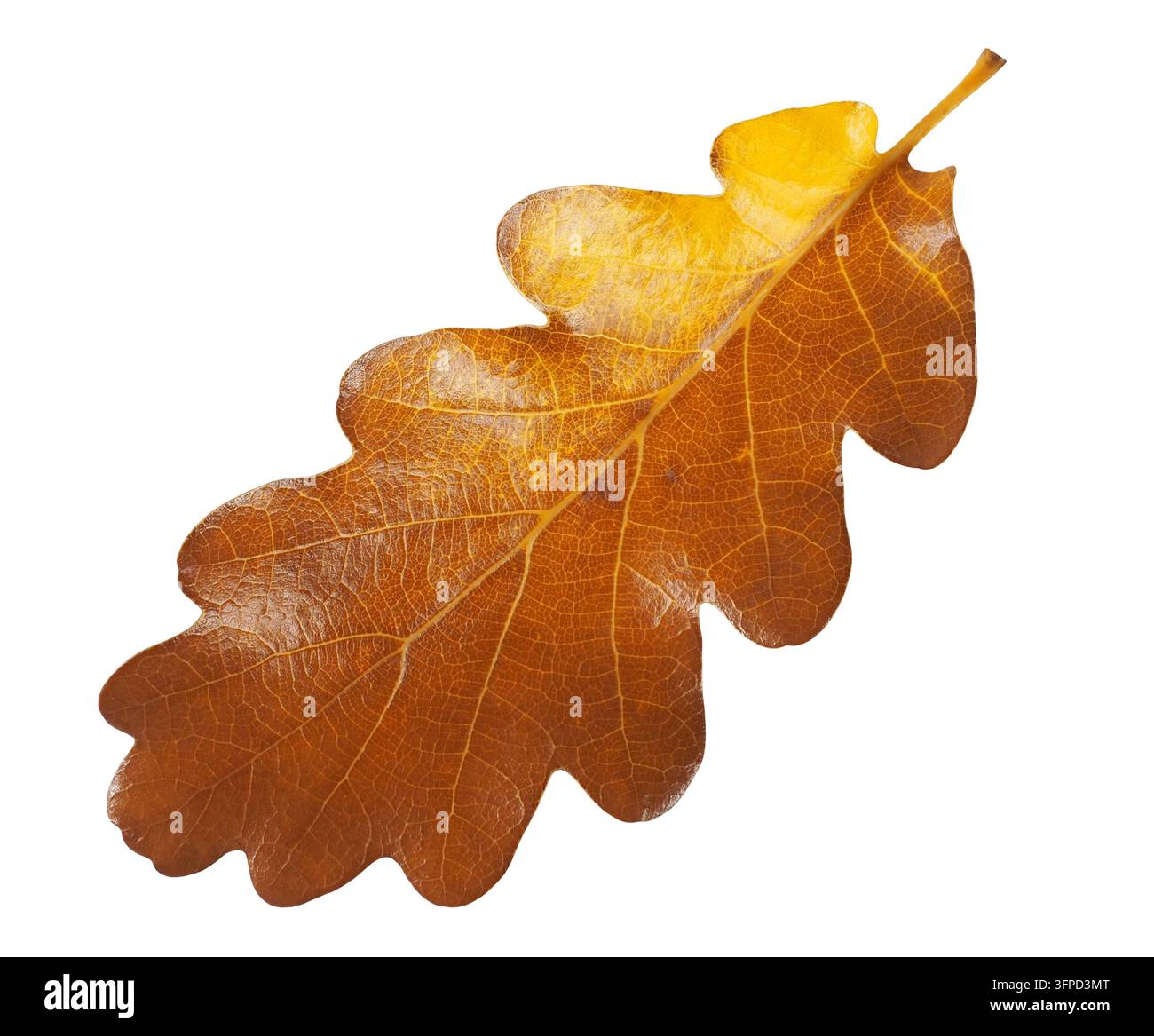 Automne feuilles chêne isolé sur fond blanc Banque D'Images