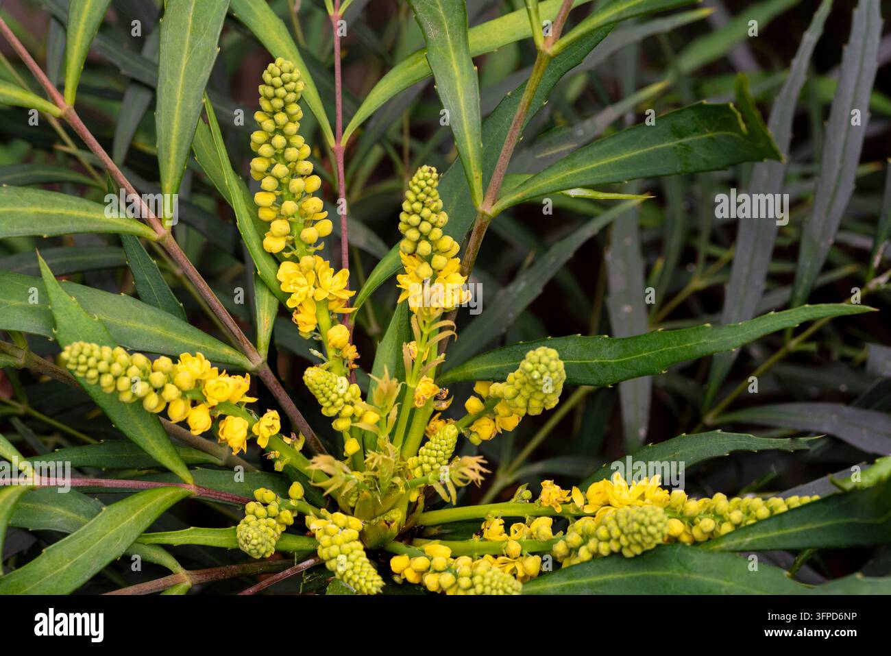 Mahonia eurybracteata subsp. ganpinensis, Raisin d’Oregon, Douce Caress, Berberidacées. Bienvenue à la floraison tardive, avec des fleurs jaune vif. Banque D'Images