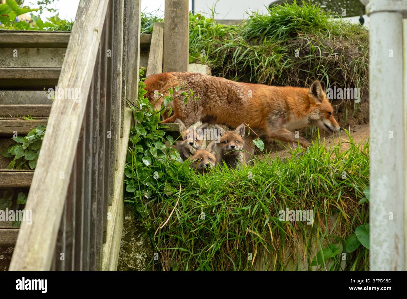 Oursons renards regardant depuis leur tanière dans un jardin résidentiel, près de la maison, Angleterre, Royaume-Uni avec la fouine Banque D'Images