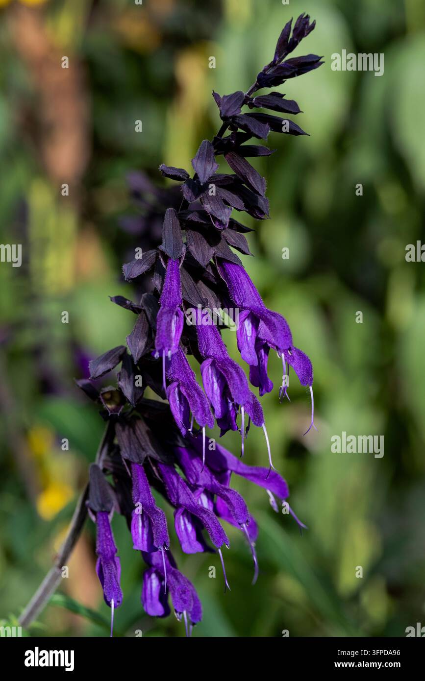 Salvia Amistad, Lamiaceae, Sauge. Fleurs tubulaires brillantes et violettes, à la fin de l'été. Banque D'Images