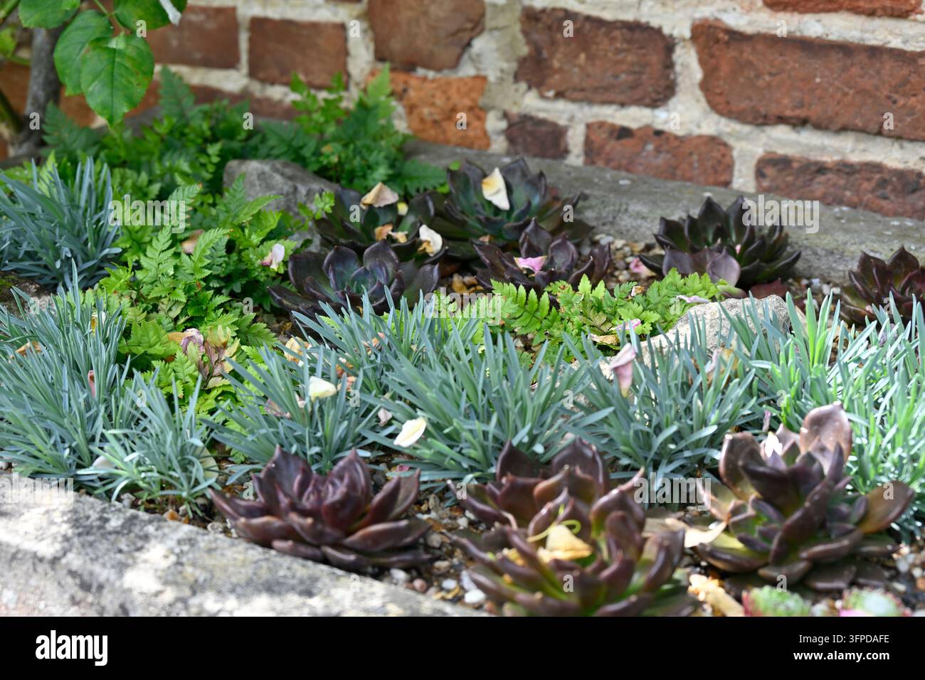 Bac en pierre avec de petites plantes de joubarbe, Sempervivum, fougères et œillets dans un jardin britannique en juillet Banque D'Images