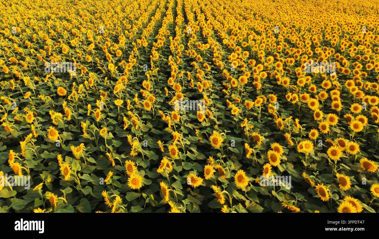 Champ de tournesols en pleine floraison lors du coucher de soleil estival, montrant rangée après rangée de fleurs jaunes éclatantes et de feuilles vertes Banque D'Images