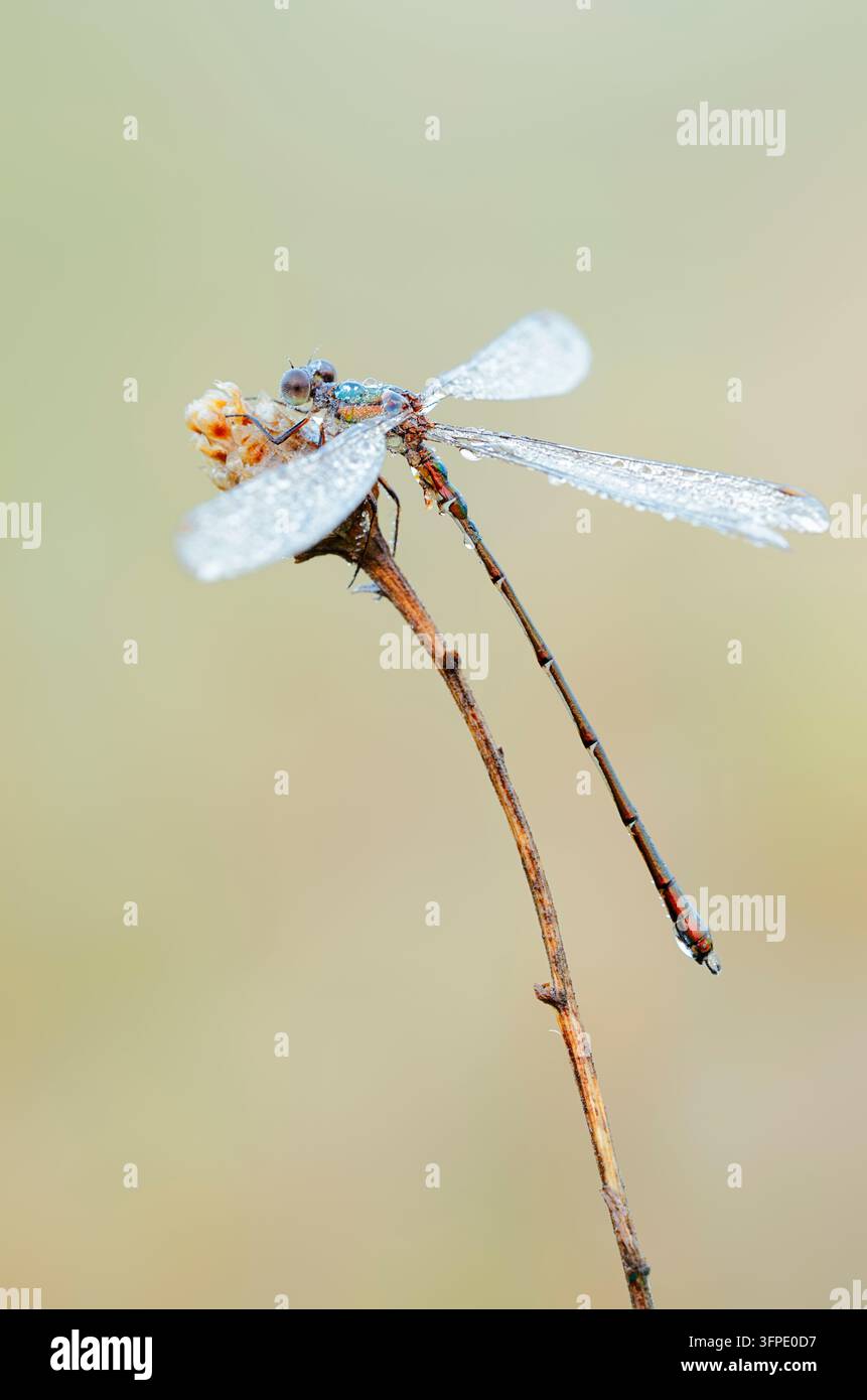 Libellule émeraude commune (Chalcolestes viridis), mâle, Rhénanie-du-Nord-Westphalie, Allemagne Banque D'Images