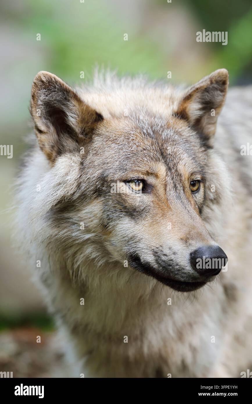Loup eurasien (Canis lupus lupus), Portrait, Allemagne Banque D'Images