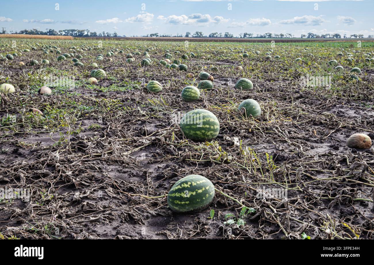 Pastèques et melons non récoltés pourrissant dans un champ parmi des vignes séchées Banque D'Images