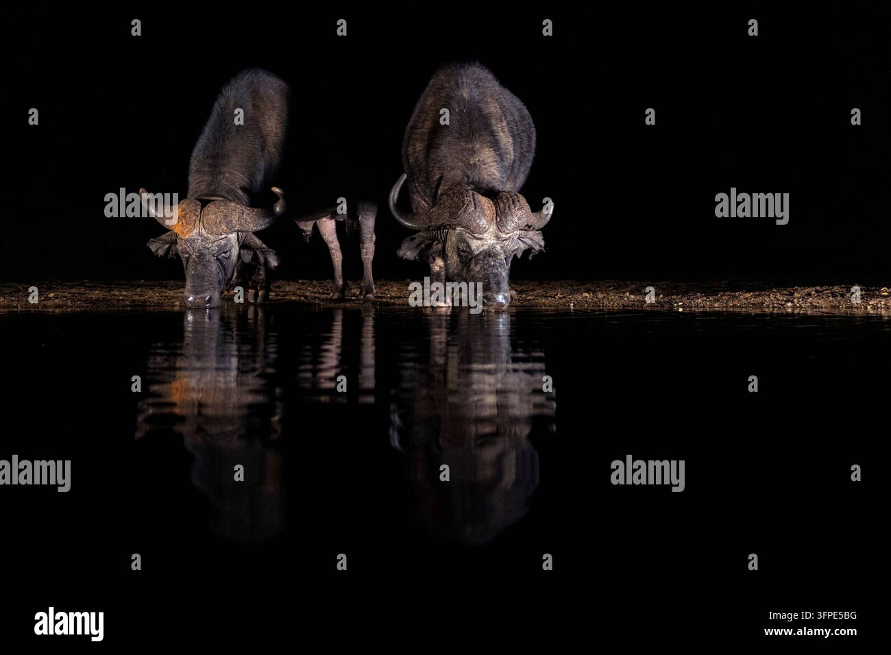 Animaux, mammifères, buffles, deux buffles du Cap, buffle noir (Syncerus caffer caffer) buvant de l'eau au point d'eau le soir, Zimanga Private Re Banque D'Images