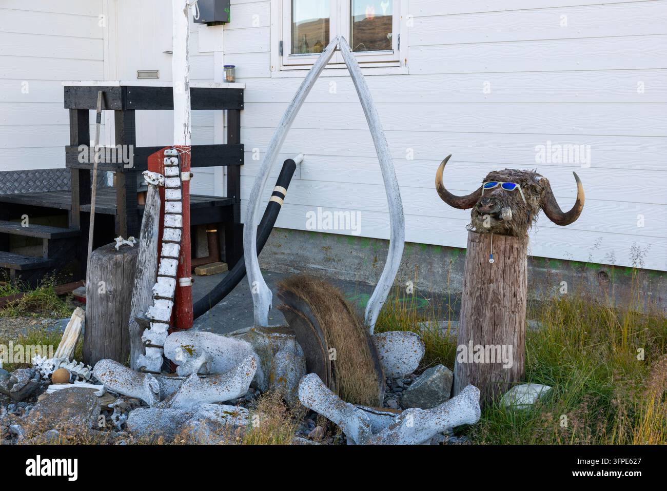 Os de baleine, fanons, tête d'un bœuf musqué devant une maison à Quaqertarusaq, île de Disko, ouest du Groenland, Groenland Banque D'Images