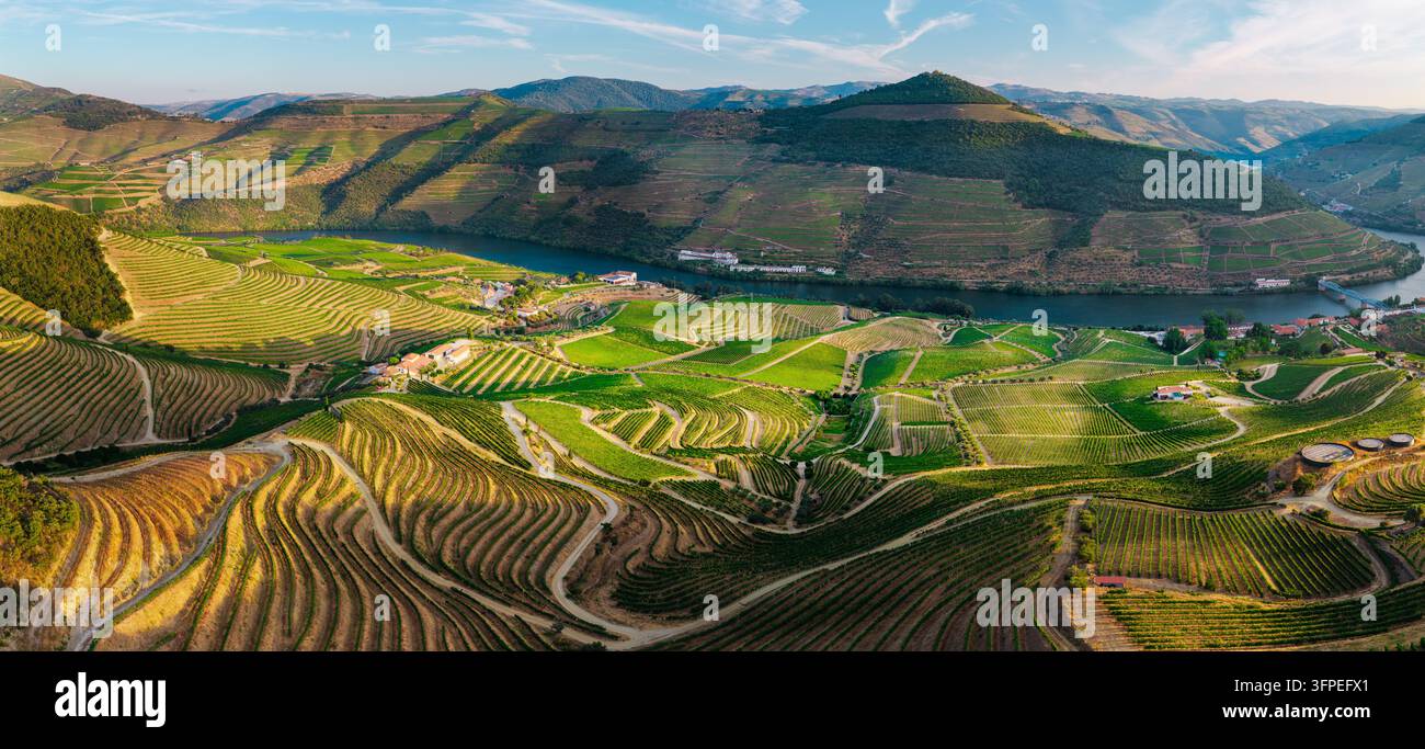 Les vignobles en terrasses couvrent les collines ondulantes au-dessus de la vallée du Douro au Portugal. Banque D'Images