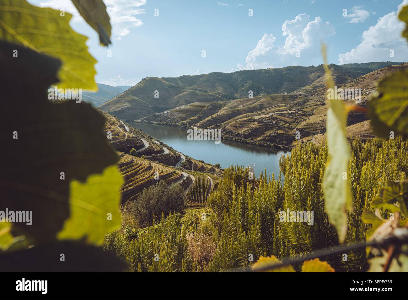 Vignes pittoresques de la vallée du Douro sur des coteaux en terrasses surplombant la rivière à Valença do Douro, au Portugal. Banque D'Images