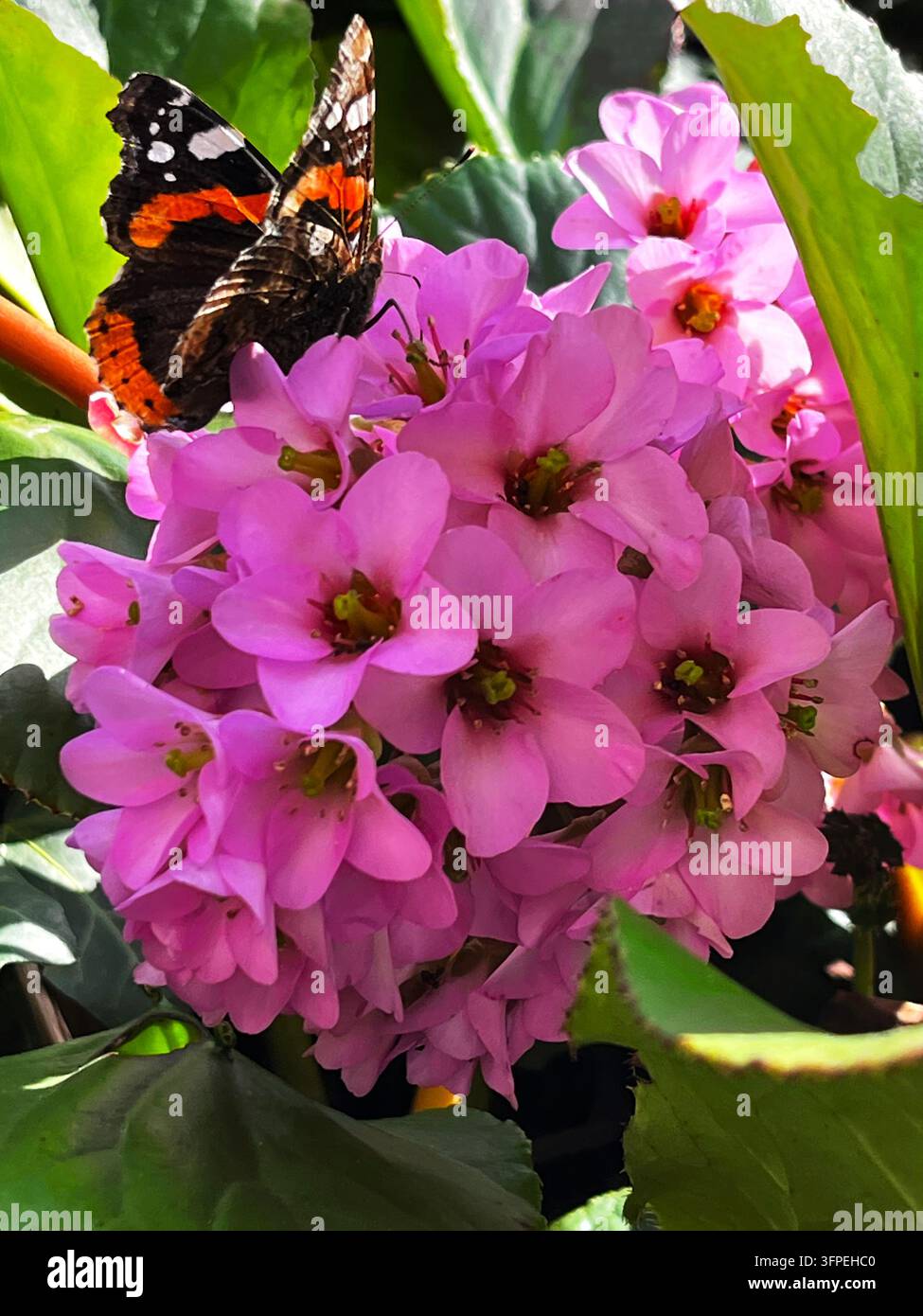 Un cliché macro vibrant d'un papillon admiral rouge aux ailes ouvertes sur un bouquet de fleurs d'oreilles d'éléphant roses (Bergenia cordifolia) Banque D'Images