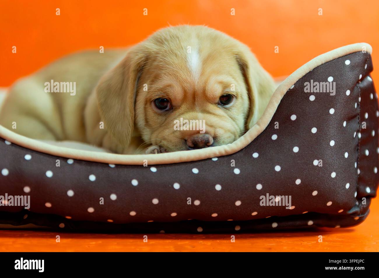 Portrait d'un chiot Puggle dans son panier Banque D'Images