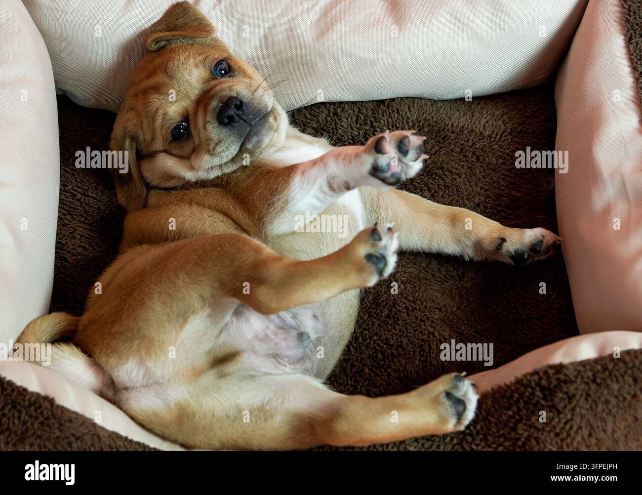 Un chiot Puggle est allongé dans son panier Banque D'Images