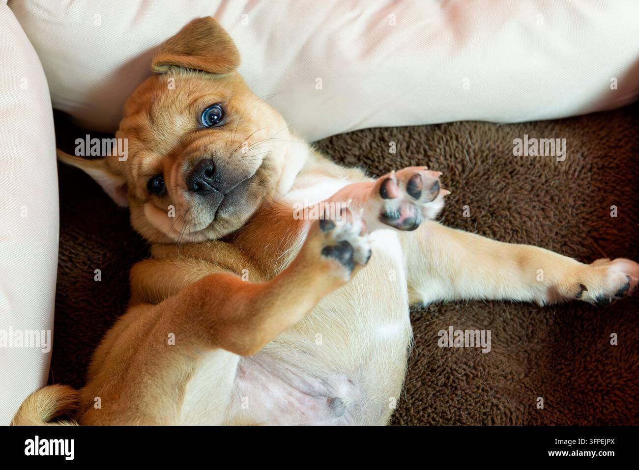 Un chiot Puggle est allongé dans son panier Banque D'Images