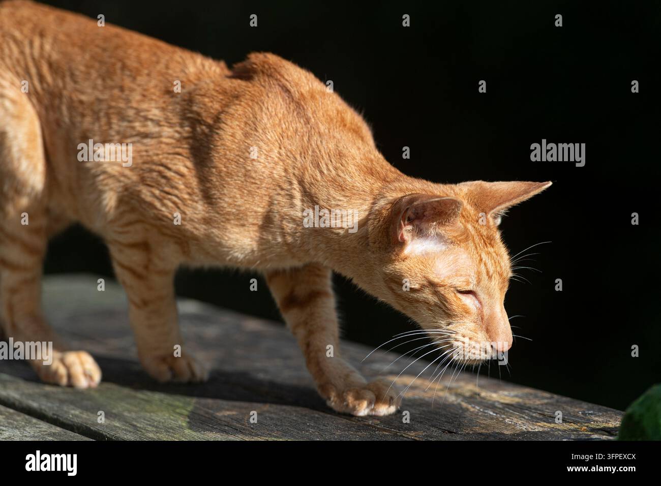 chat Oriental Shorthair rouge tacheté tabby Banque D'Images