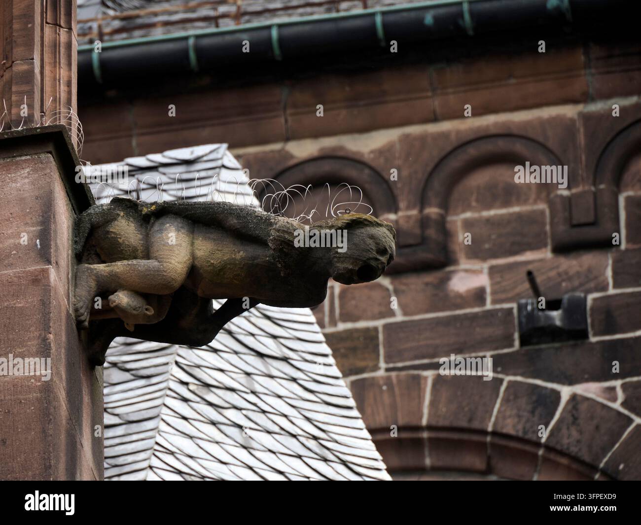 Un gargouille en pierre érodée dépasse du mur en grès rouge de la cathédrale de Worms, équipé de bobines de fil de fer anti-oiseaux sur son dos. Banque D'Images