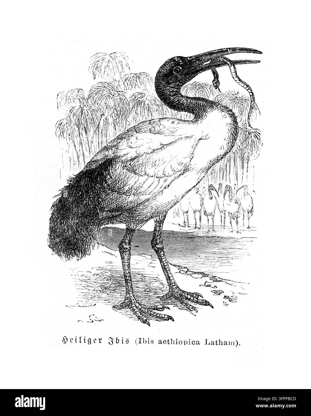 Ibis sacré tenant un serpent dans son bec, dans son habitat naturel avec d'autres oiseaux, gravure du XIXe siècle. Banque D'Images