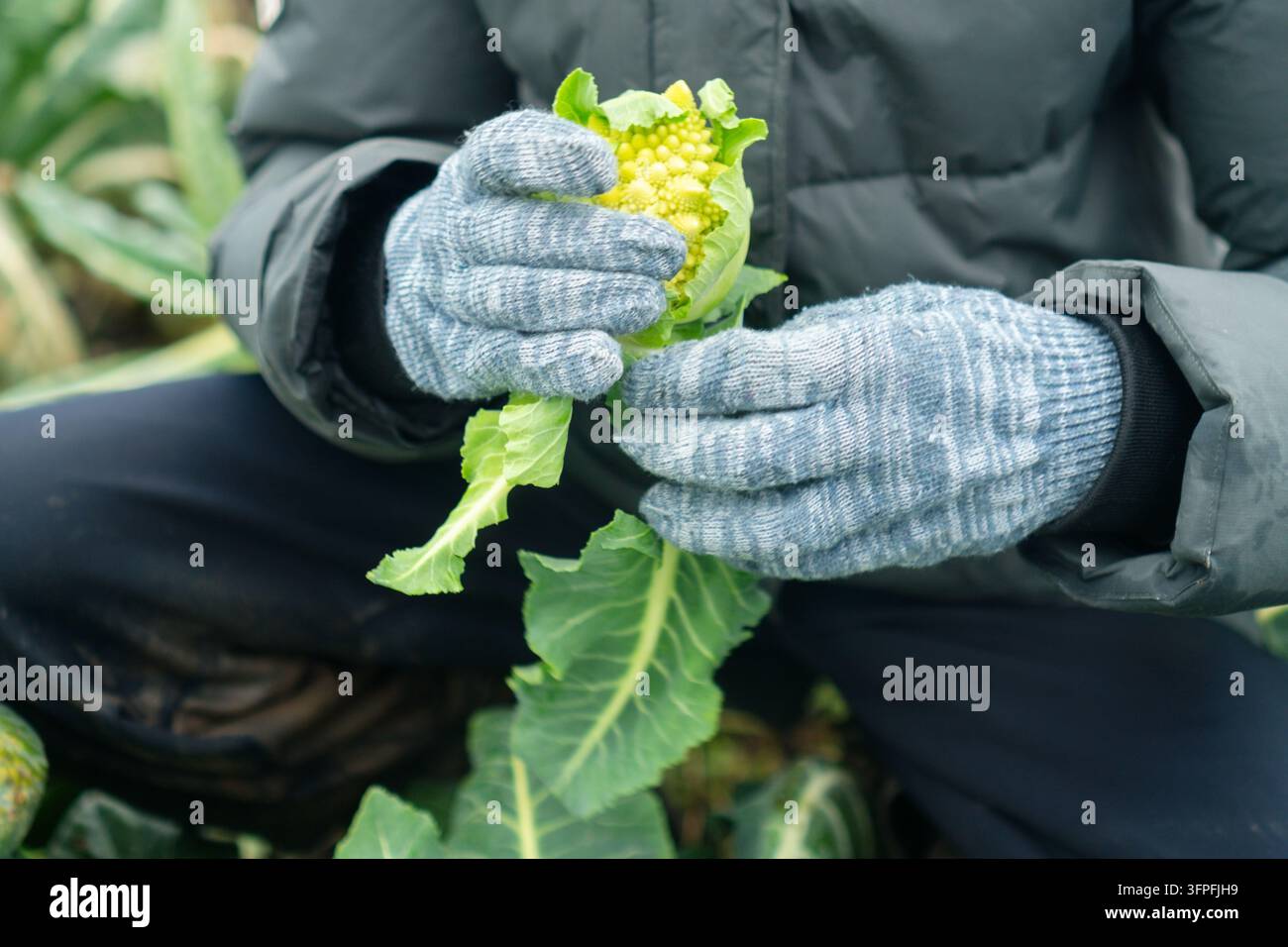 Des mains gantées de gants rayés tiennent une tête de romanesco rare et une feuille de brocoli dans un jardin paisible. Ce gros plan capture les détails des produits frais de ferme avec une ambiance sereine et naturelle. Banque D'Images