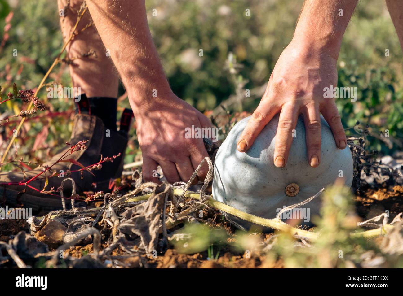 Close-up des mains d'un ouvrier agricole soulevant un croissant bleu mûr parmi des vignes séchées pendant la récolte automnale dans une ferme biologique anglaise. Banque D'Images