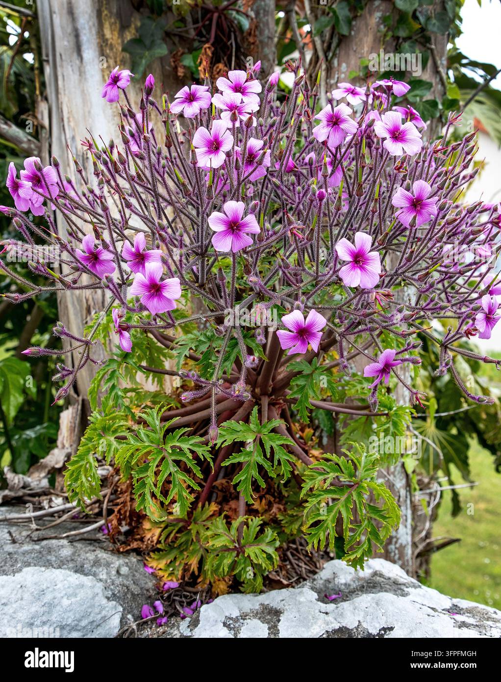 Géranium à fleurs roses avec des pétales délicats veinés de pourpre et un feuillage semblable à celui d’une fougère poussant parmi les rochers sur les îles du détroit d’Alderney Banque D'Images