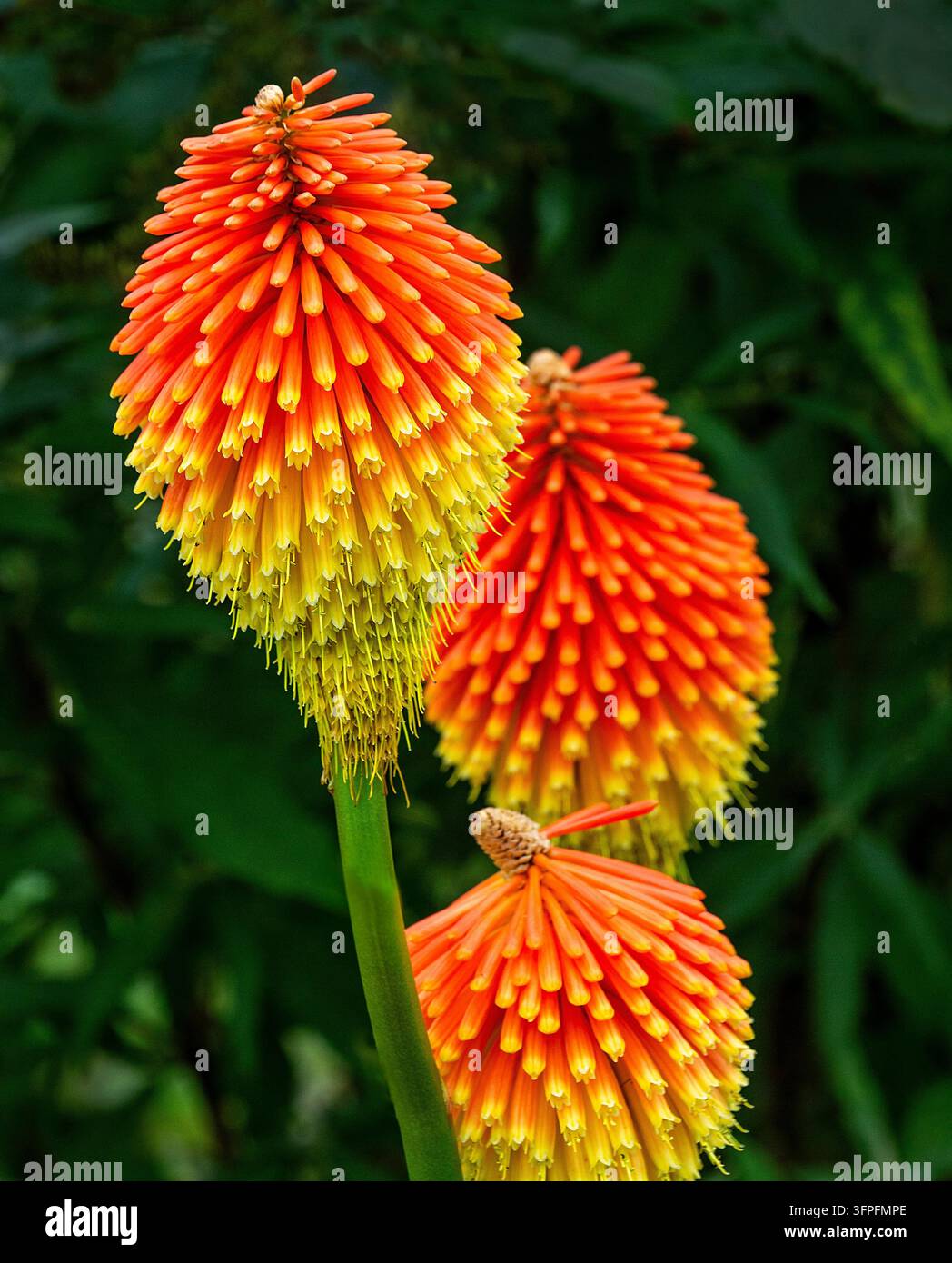 Fleurs écarlates orange et jaune flamboyantes épanouies contre un feuillage vert luxuriant dans un jardin Banque D'Images