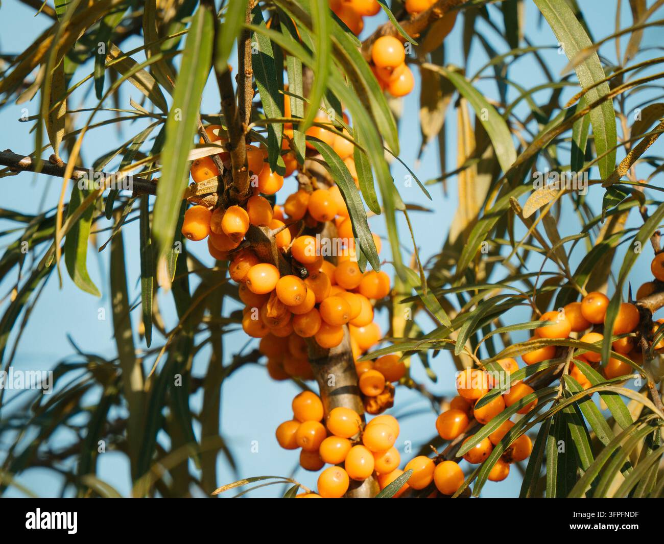 Grappes épaisses de baies d'argousier orange vif sur un arbre en automne. Fond naturel représentant l'agriculture biologique, la nourriture super saine, la saison des récoltes, la médecine à base de plantes et la source de vitamines Banque D'Images