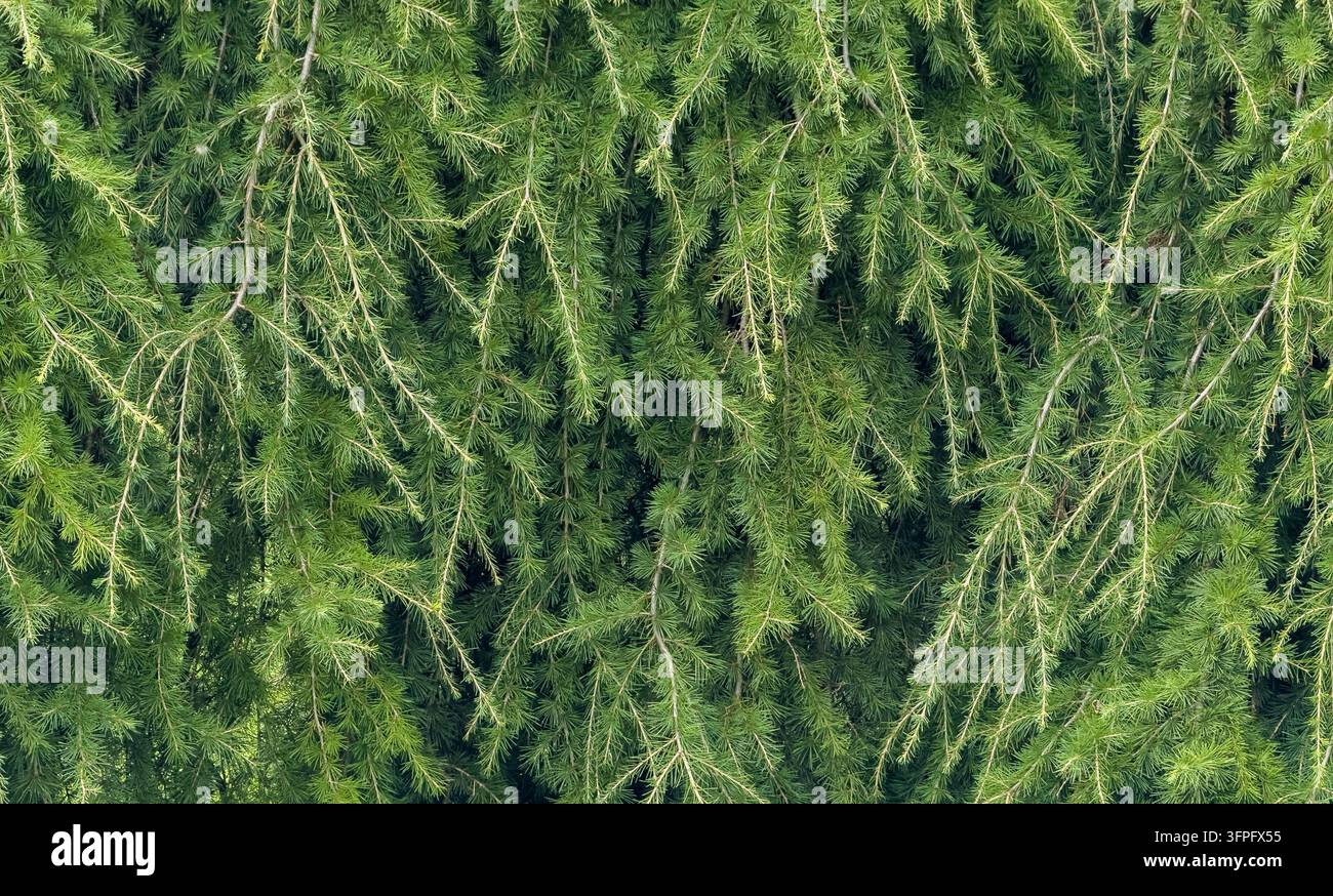 Close-up d'une Larche européenne pleureuse comme image de fond pour une bannière de feuillage Banque D'Images