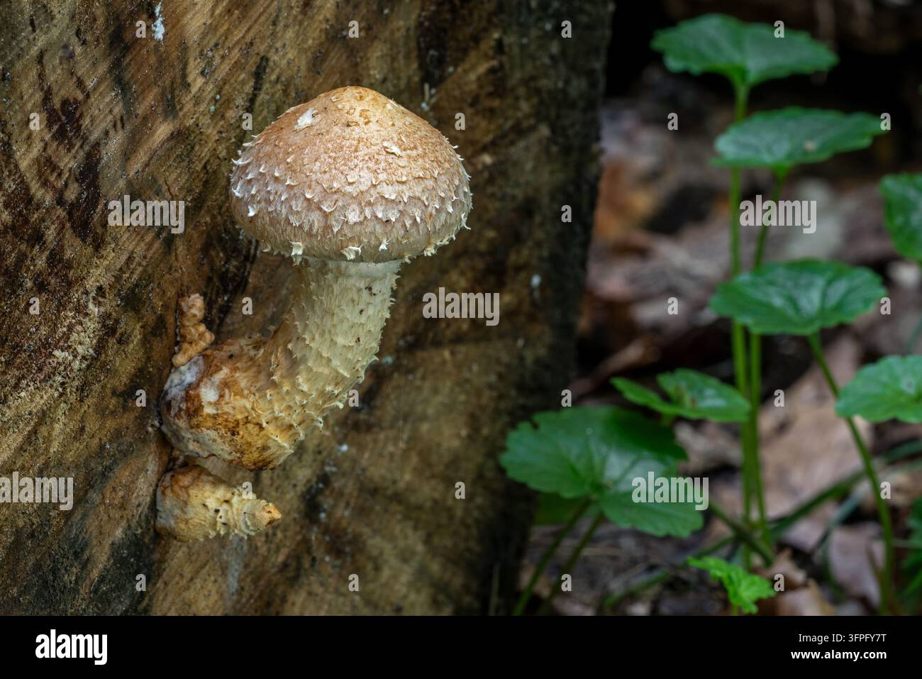 Pholiota destructrice / Pholiota du peuplier (Pholiota populnea / Hemipholiota populnea / Agaricus populneus) poussant à l'extrémité coupée d'une bûche dans la forêt en automne Banque D'Images
