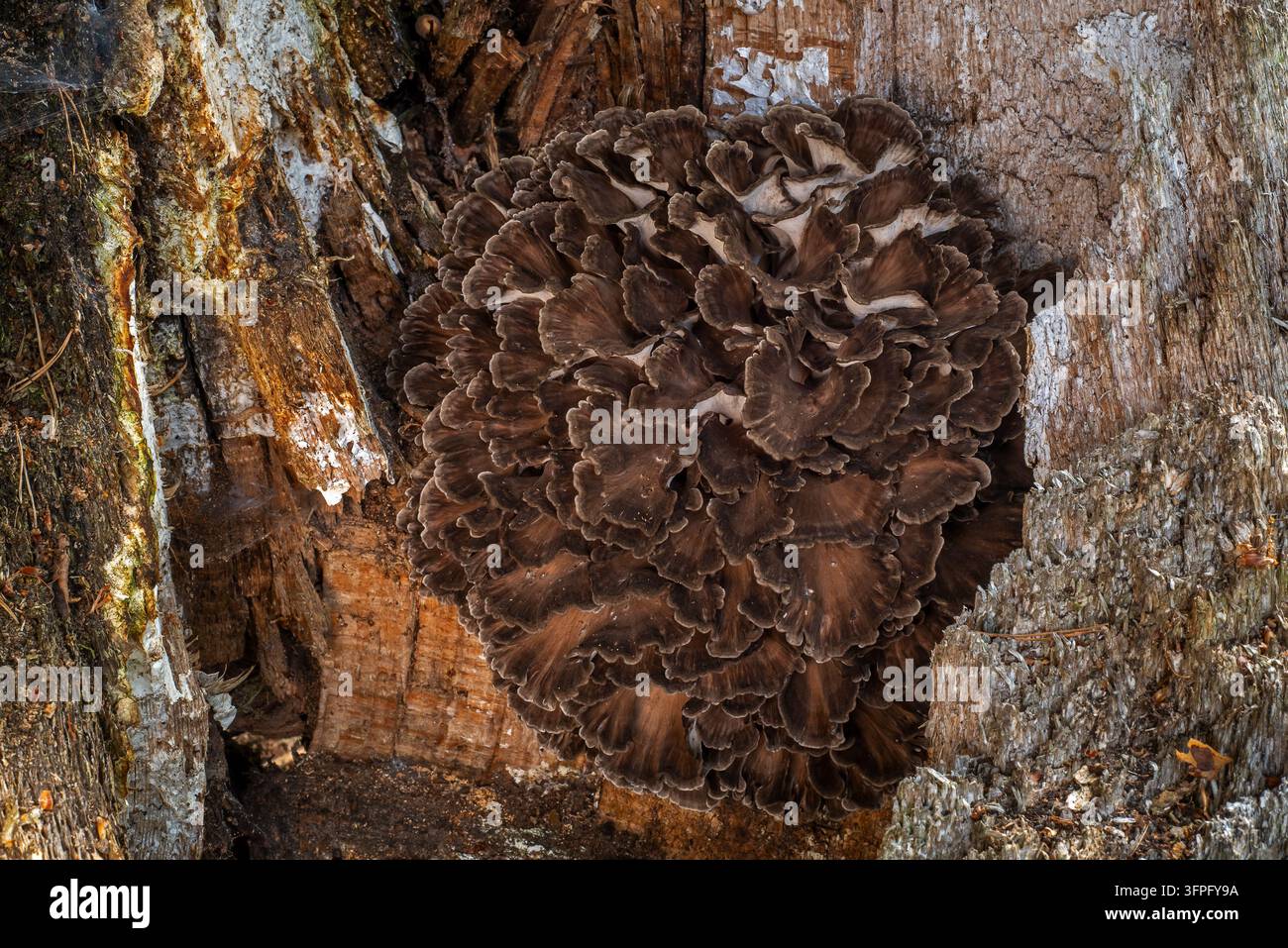 Poulet-des-bois / tête-de-mouton / tête-de-bélier / maitake (Grifola frondosa / Polyporus frondosus) corps fruité de champignon comestible à la base d’un arbre en automne Banque D'Images
