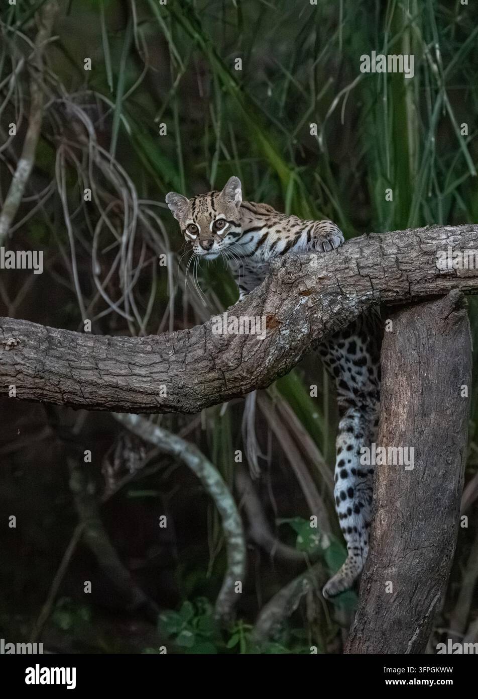 Un ocelot tente de grimper sur une branche d'arbre mort et de sortir sur une branche Banque D'Images