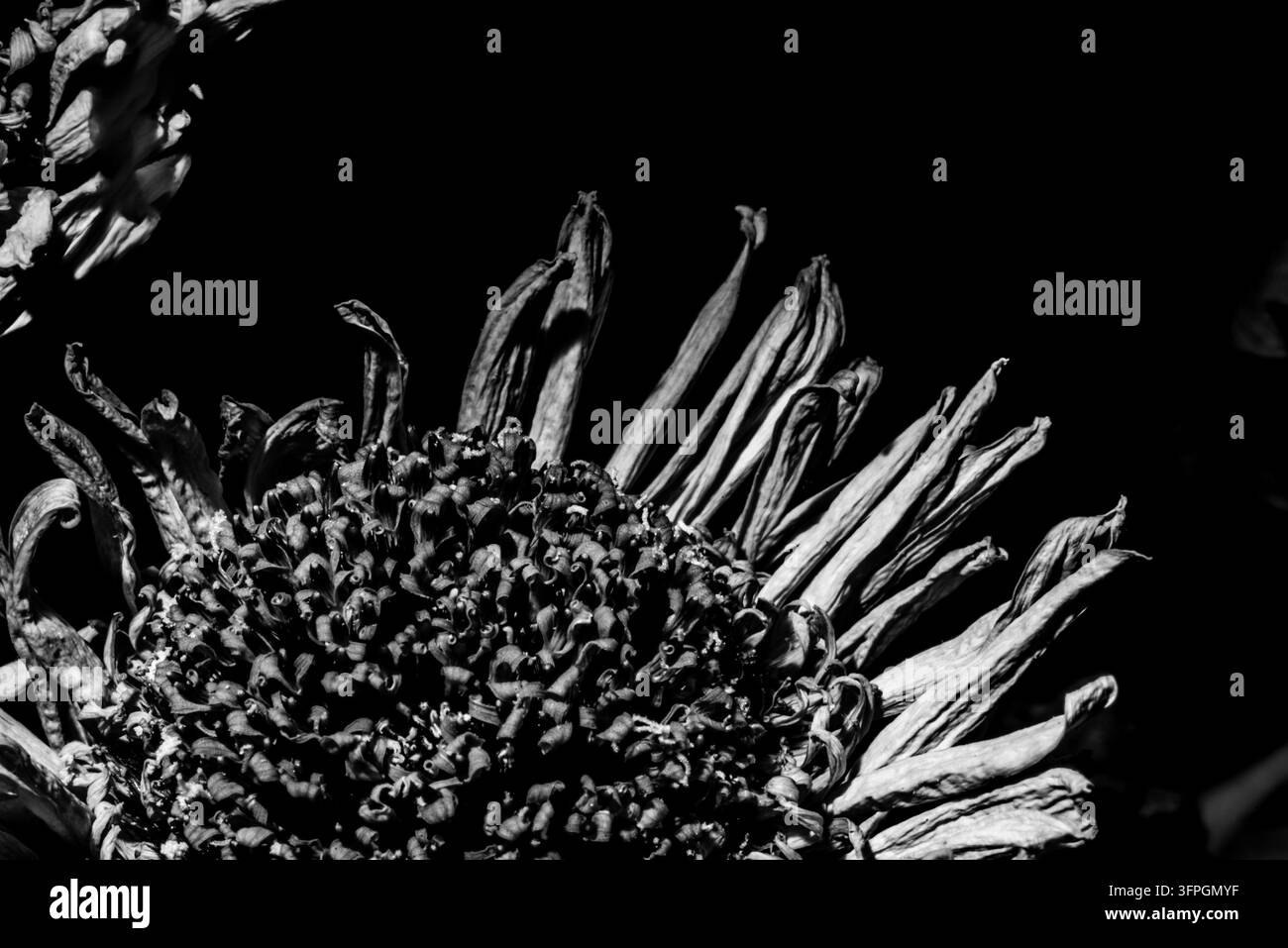 Photographie macro monochromée d'art mettant l'accent sur la structure détaillée des fleurettes et les pétales secs d'une fleur morte Banque D'Images