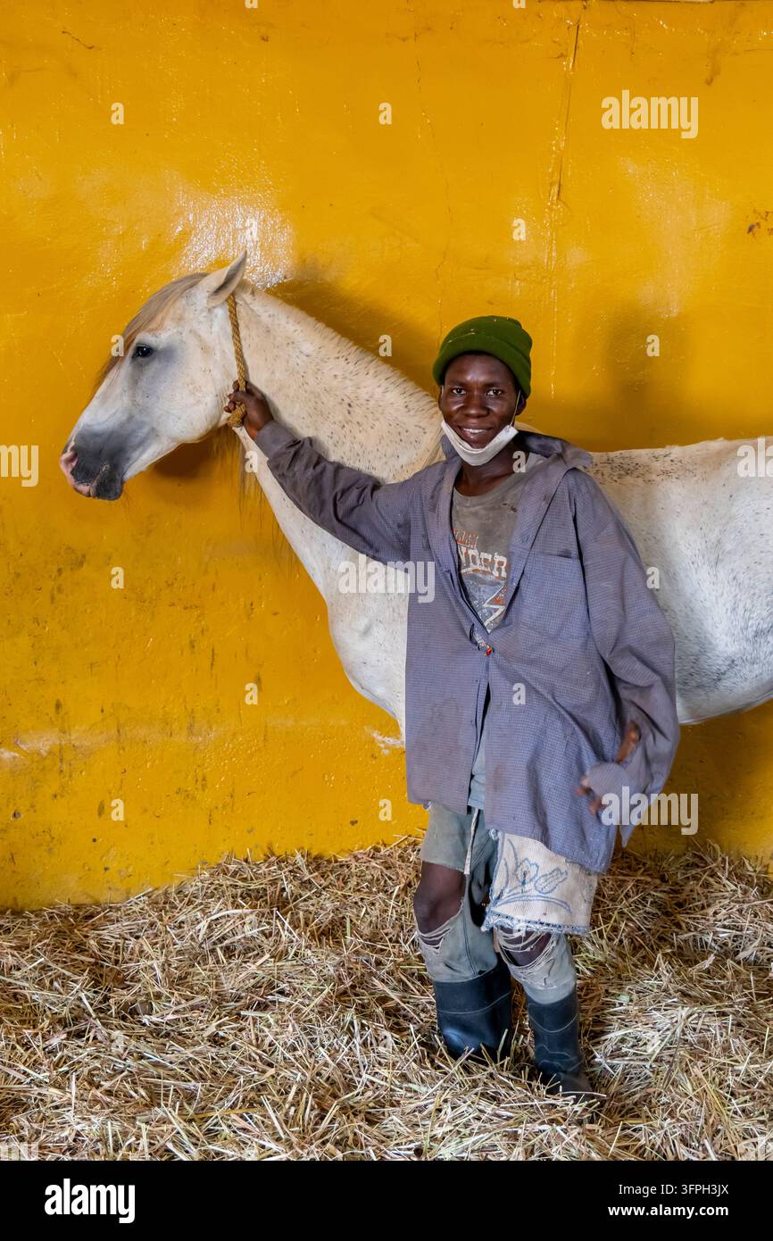 Homme tenant un cheval blanc par une corde devant un mur jaune, Région du Nord, Tamale, Ghana Banque D'Images