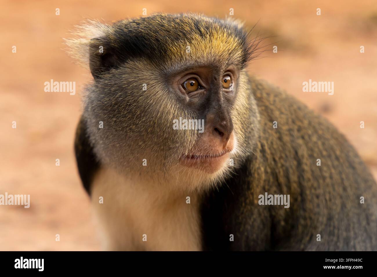 Portrait rapproché d'un singe Mona dans la forêt, région de Bono East, Boabeng, Ghana Banque D'Images