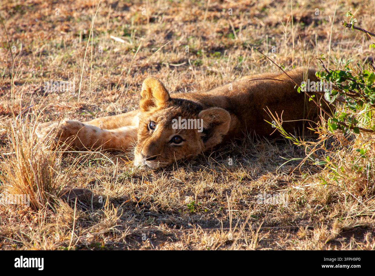 Lionceau reposant sa tête sur le sol et regardant vers le haut, comté de Narok, Maasai Mara, Kenya Banque D'Images