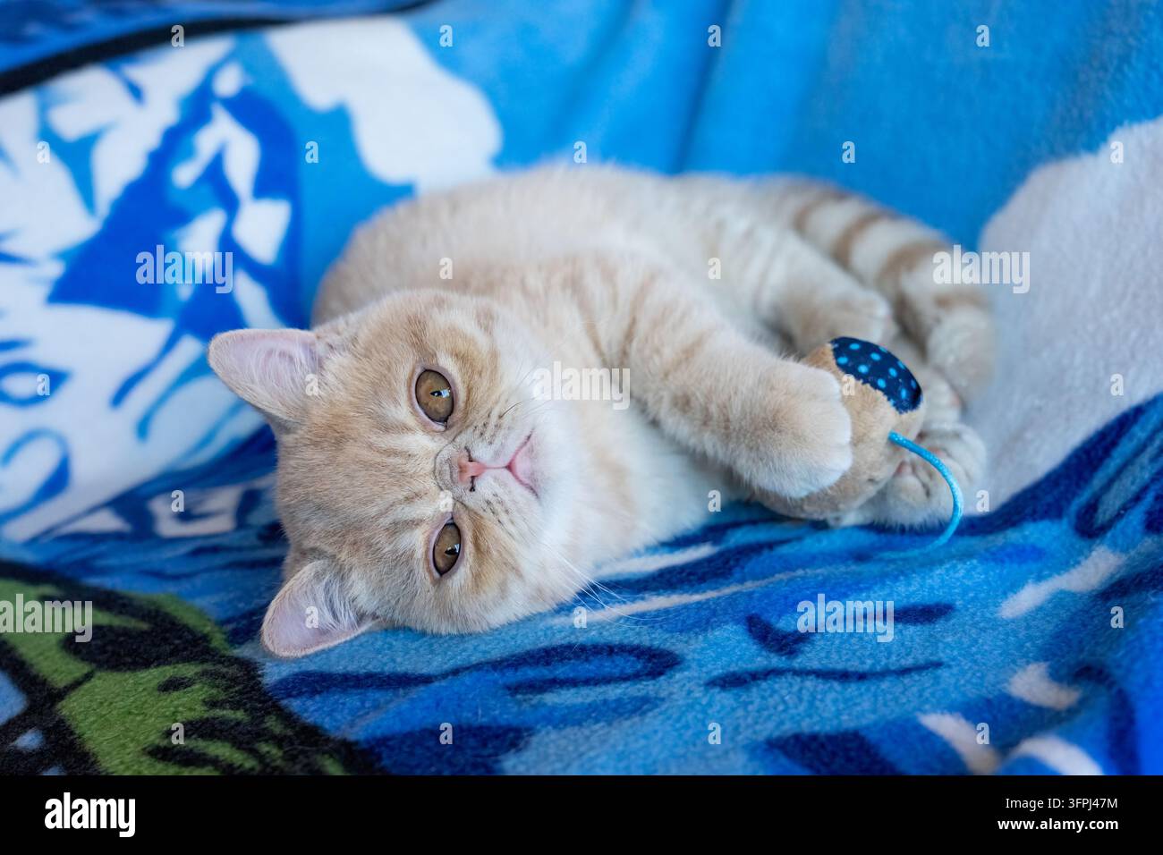 Lynwood, Washington, USA. "Potato", un chaton Exotic Shorthair de quatre mois tenant un jouet souris en peluche. (PR) Banque D'Images