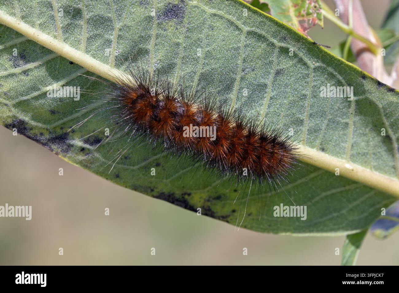 Variété orange de la chenille de la tigrelle de Virginie (Spilosoma virginica) sur une feuille de lait de vache commune (Asclepias syriaca) en automne. Banque D'Images