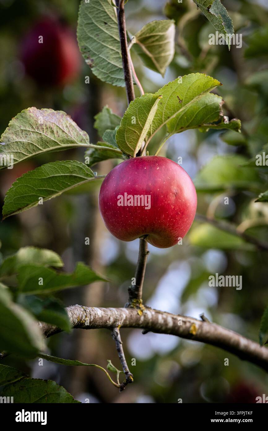 Un plan rapproché d'une pomme rouge vif suspendue à une branche d'arbre, mettant en valeur sa fraîcheur et sa maturité. Les feuilles vertes environnantes créent une naturelle Banque D'Images