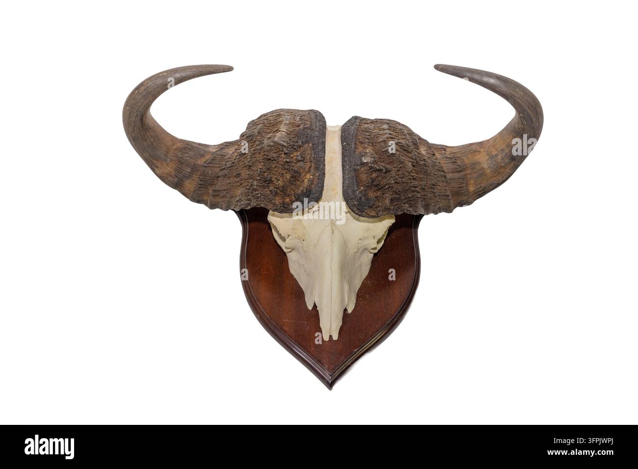 Crâne de buffle africain avec une large bosse de corne incurvée montée sur une plaque en bois, isolée sur un fond blanc propre. Banque D'Images