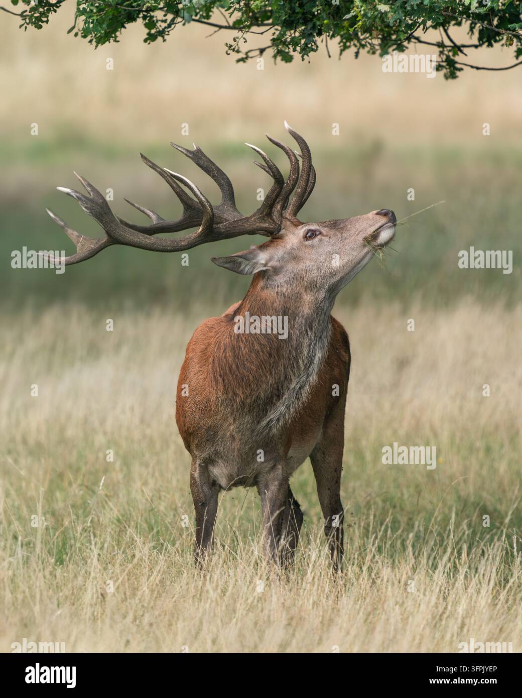 Cervus élaphe (Cervus elaphus) debout dans une prairie du Richmond Park, Londres, Royaume-Uni. Banque D'Images