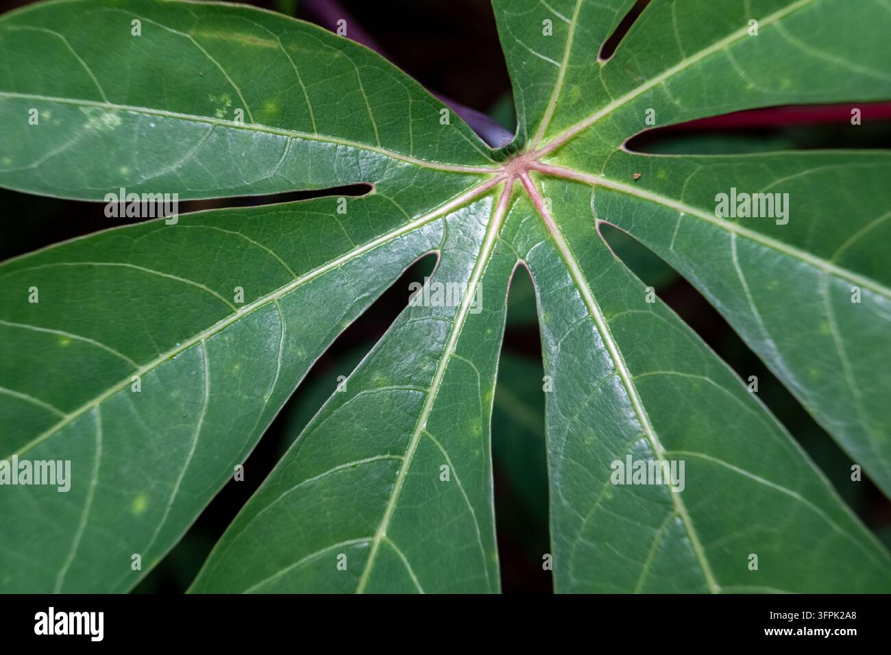 Les feuilles de manioc sont un aliment de base dans la plupart des régions d'Indonésie. Elles sont généralement bouillies et mangées avec d'autres accompagnements. Banque D'Images