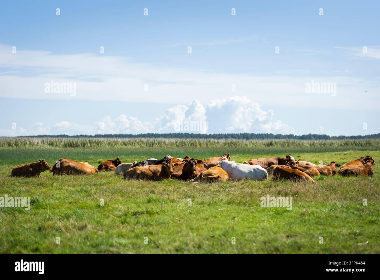 Bœufs Limousin reposant ensemble dans un pâturage côtier verdoyant, avec un troupeau de vaches brunes et de couleur claire allongé dans la prairie. Banque D'Images